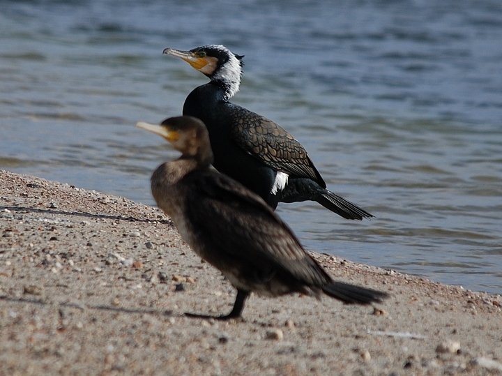 Il cormorano, e il grigio bolognese